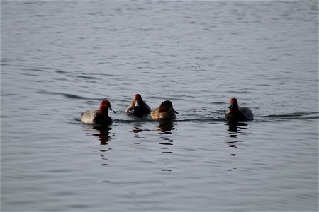 Redhead Courtship Lake Andes National Wildlife Refuge South Dakota photo