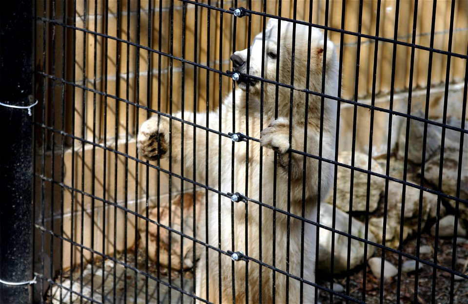 Kali standing at fence