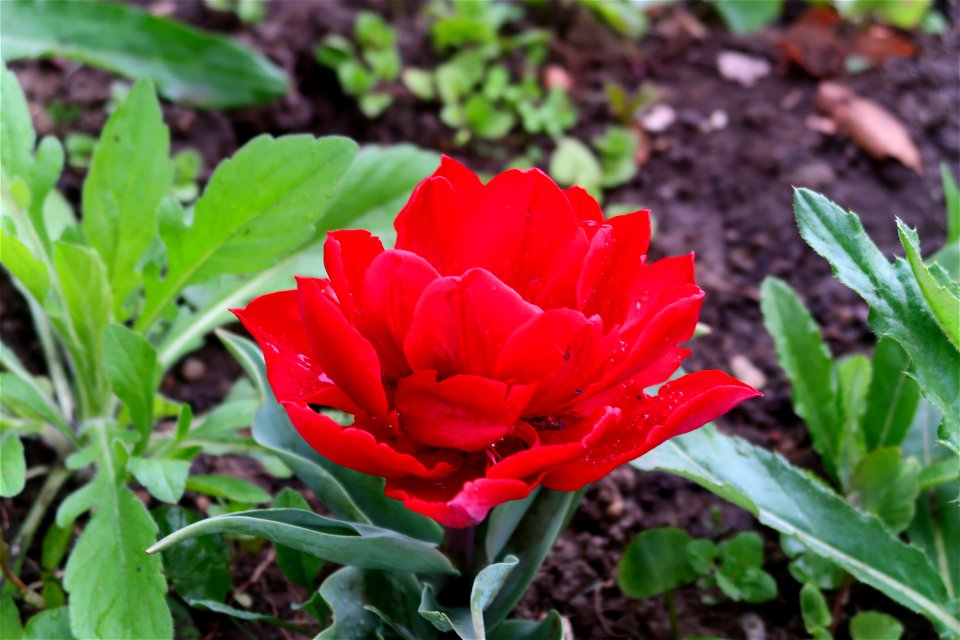 japanes_garden_rain_Herastrau (34)