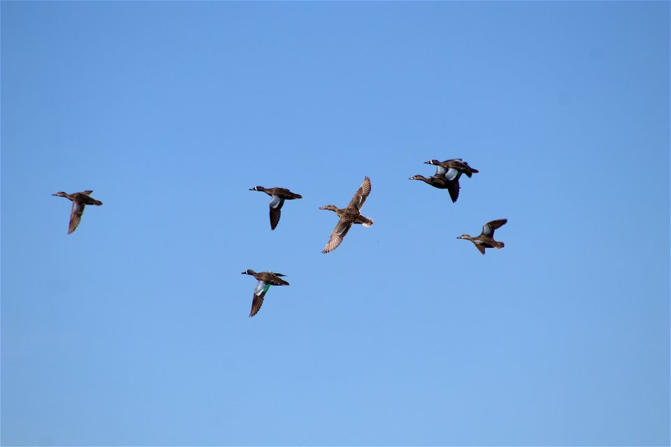 Waterfowl Lake Andes Wetland Management District South Dakota