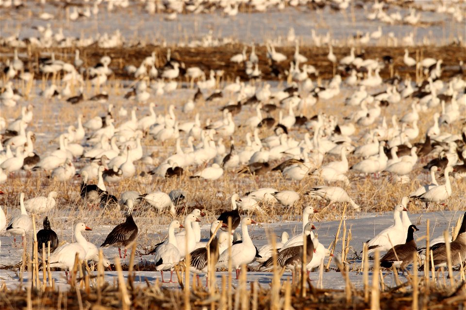 Spring Goose Migration Huron Wetland Management District South Dakota