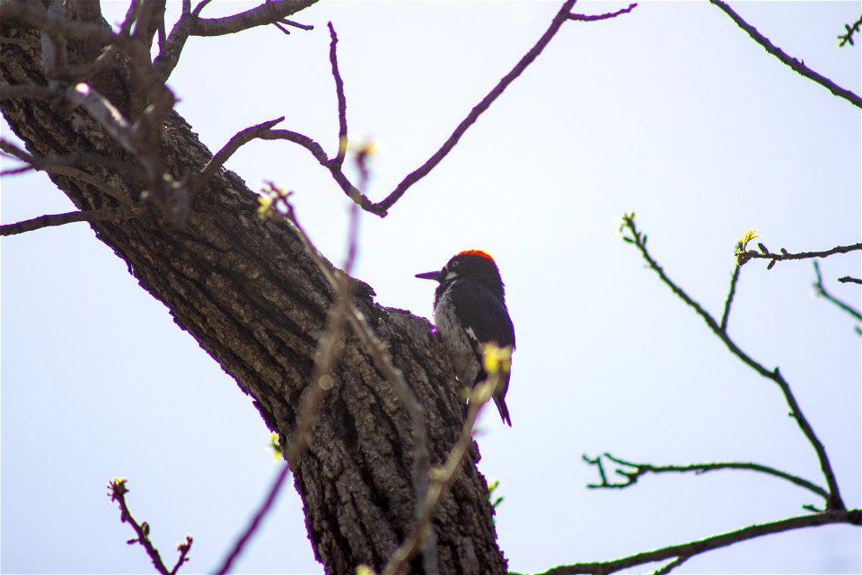 Springtime - West Fork of Oak Creek Trail #108