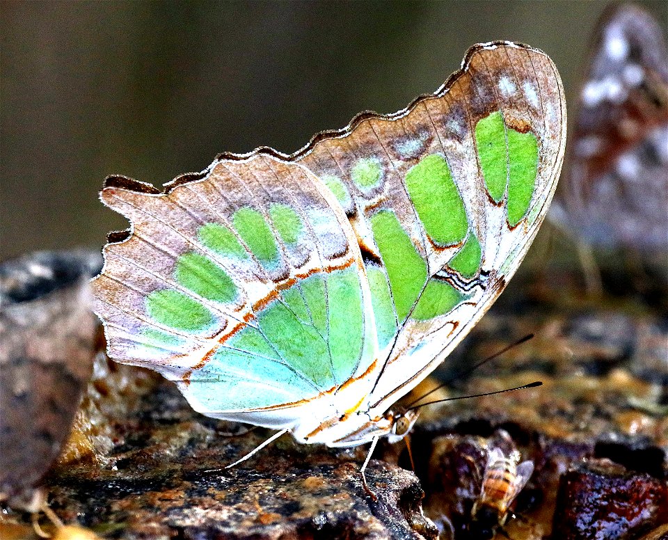 MALACHITE (Siproata stelenes) (11-29-2-22) national buttrerfly center, mission, hidalgo co, tx -04