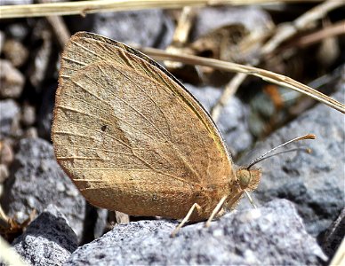 ORANGE, SLEEPY (Eurema nicippe) (03-12-2023) filmore cyn, dripping springs nat area, dona ana co, nm -01