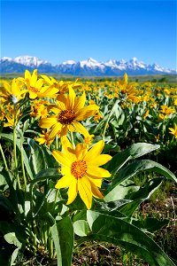 Wildflowers Abound photo