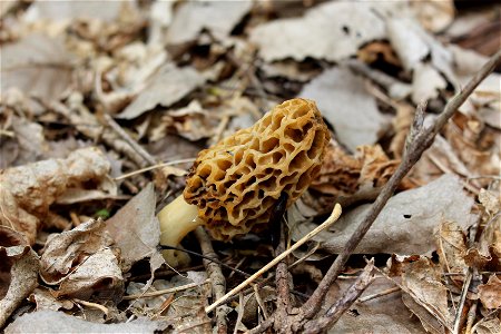 Yellow Morel Mushroom photo