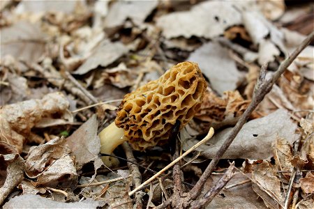 Yellow Morel Mushroom