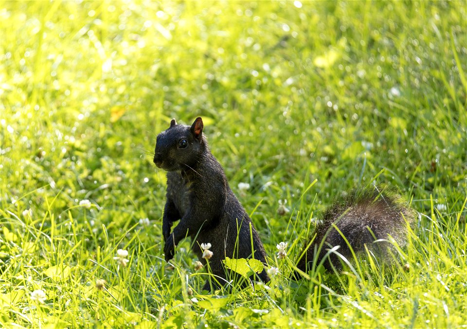 BlackSquirrel at H Q Circle
