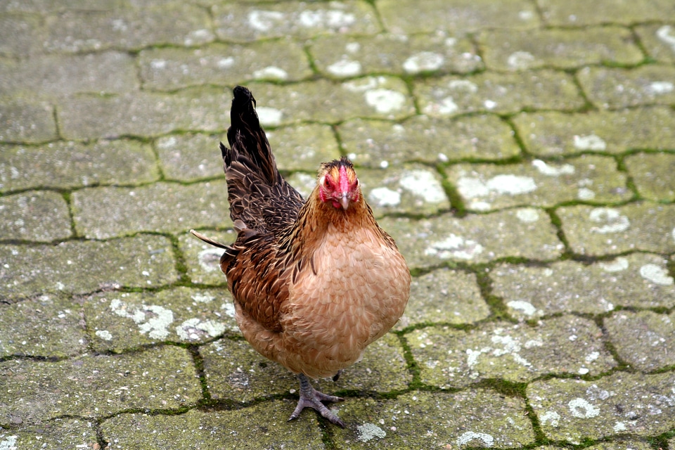 Poultry farm animals