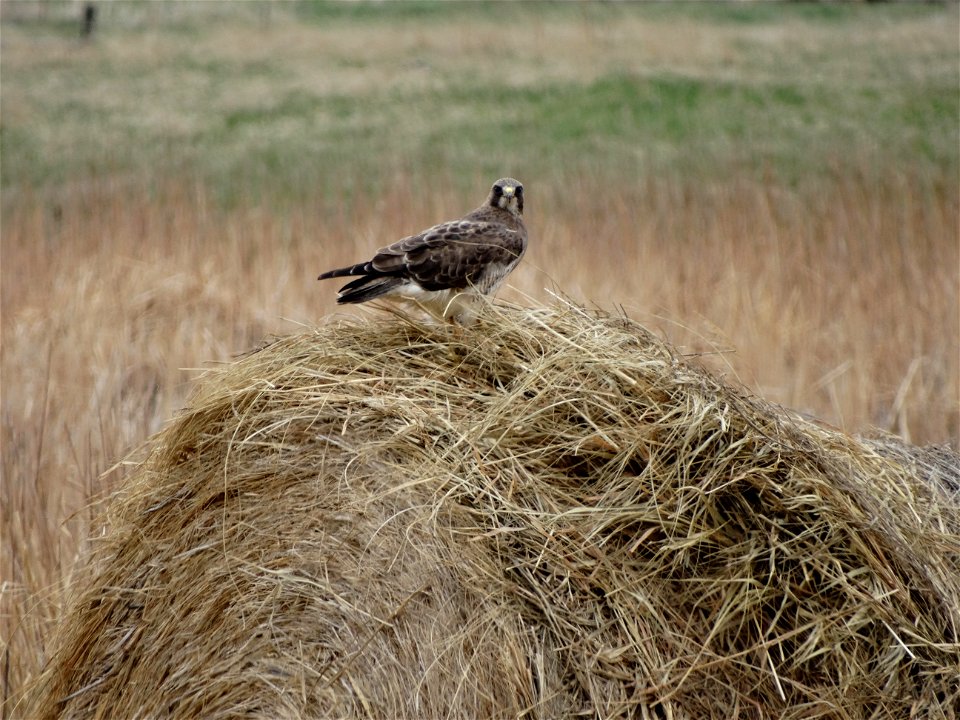 Swainson's Hawk Atop a Round Bale Lake Andes Wetland Management District South Dakota