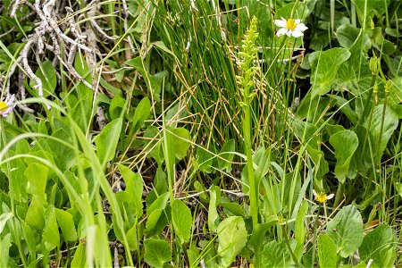 Platanthera purpurascenshera purpurascens</i>
