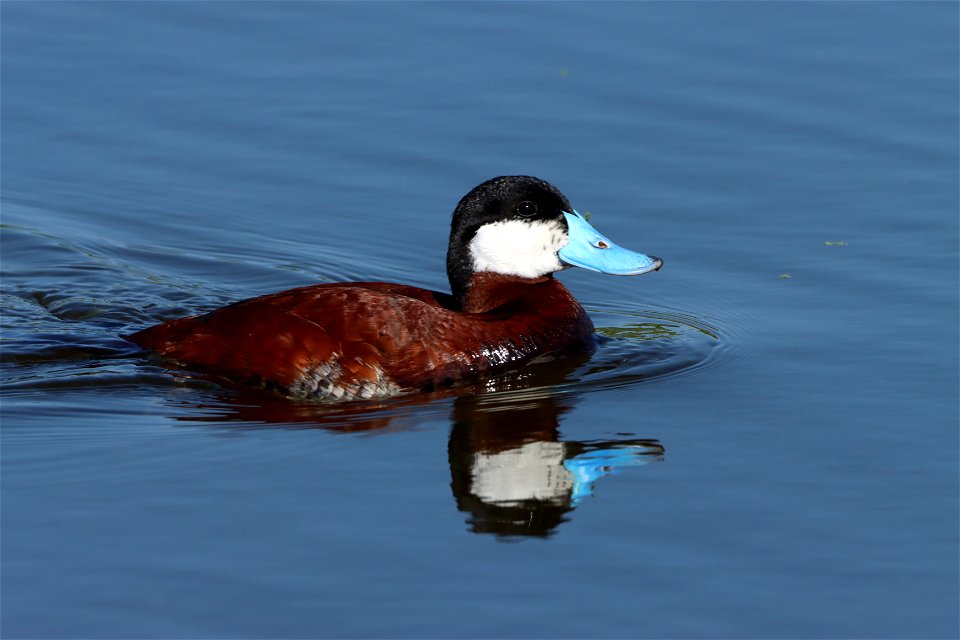 Male Ruddy Duck Huron Wetland Management District South Dakota