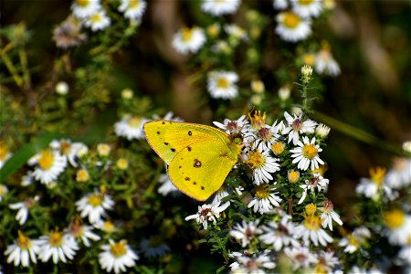 Clouded Sulphur on Aster Lake Andes Wetland Management District South Dakota photo