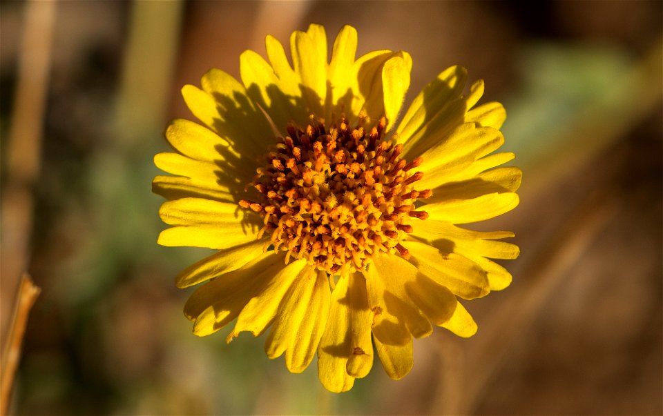 Desert Sunflower: Geraea canescens photo