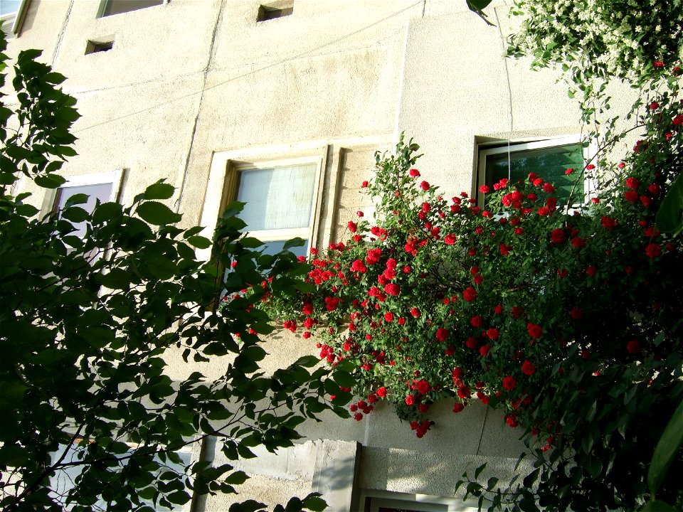 trandaf-bis2009_0517_105557