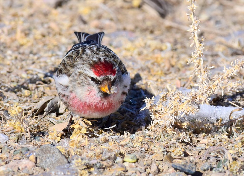 Common redpoll at Seedskadee National Wildlife Refuge