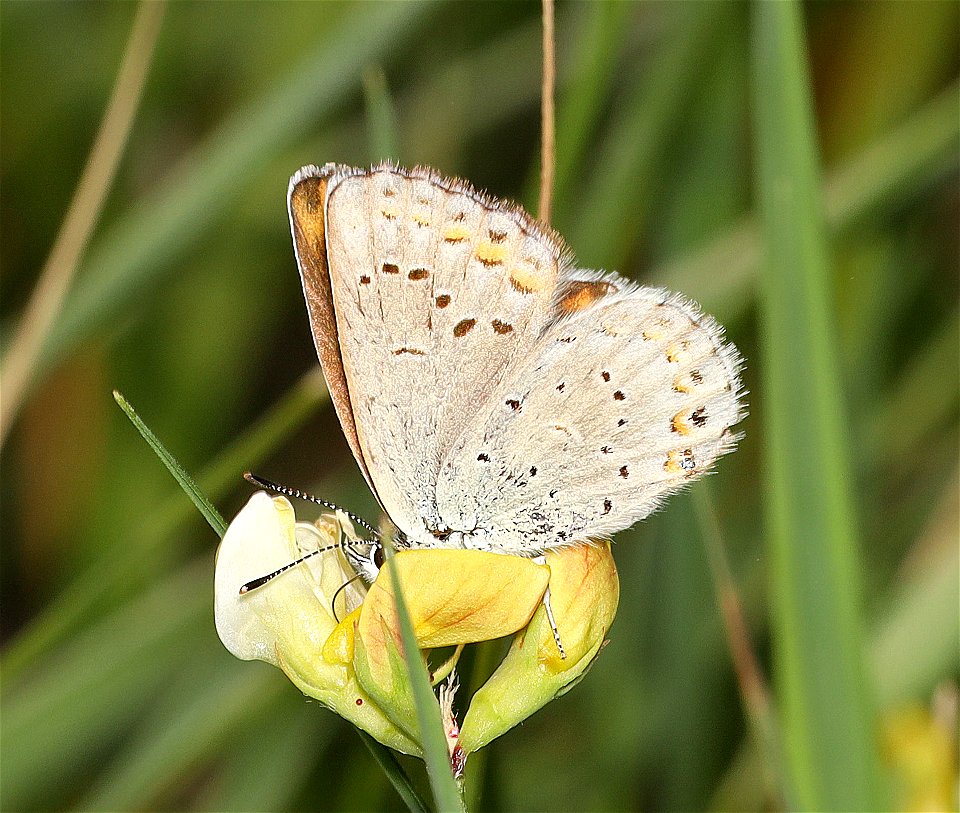 BLUE, NORTHERN (lycaeides idas) (07-31-2022) 5400 ft, scott mt pass, trinity co, ca -03