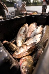 Invasive Carp Research on the James River in South Dakota. Photo: Sam Stukel (USFWS)