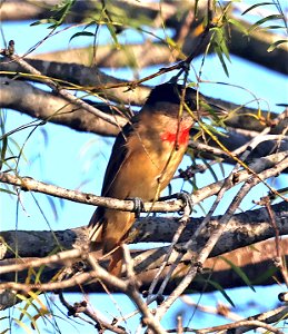 614 - ROSE-THROATED BECARD (01-06-2023) bentsen rio grande state park, palmview, hidalgo co, tx -01