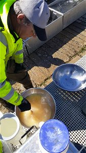 Fertilizing Walleye Eggs During Spawning photo