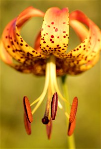 Turk's Cap Lily at Golden Hour