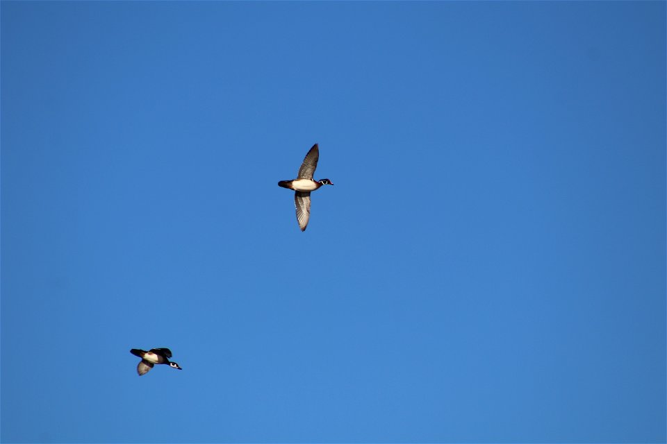 Wood Ducks Owens Bay Lake Andes National Wildlife Refuge South Dakota