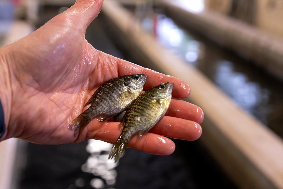 Bluegill Fingerlings photo