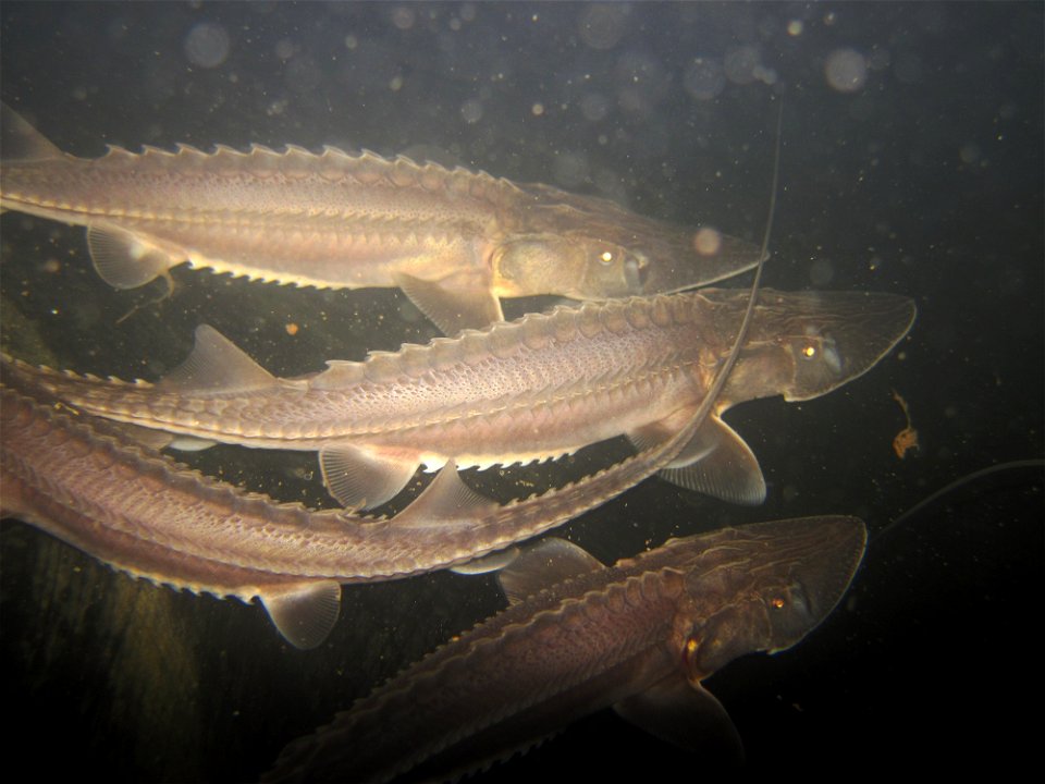 Pallid Sturgeon photo