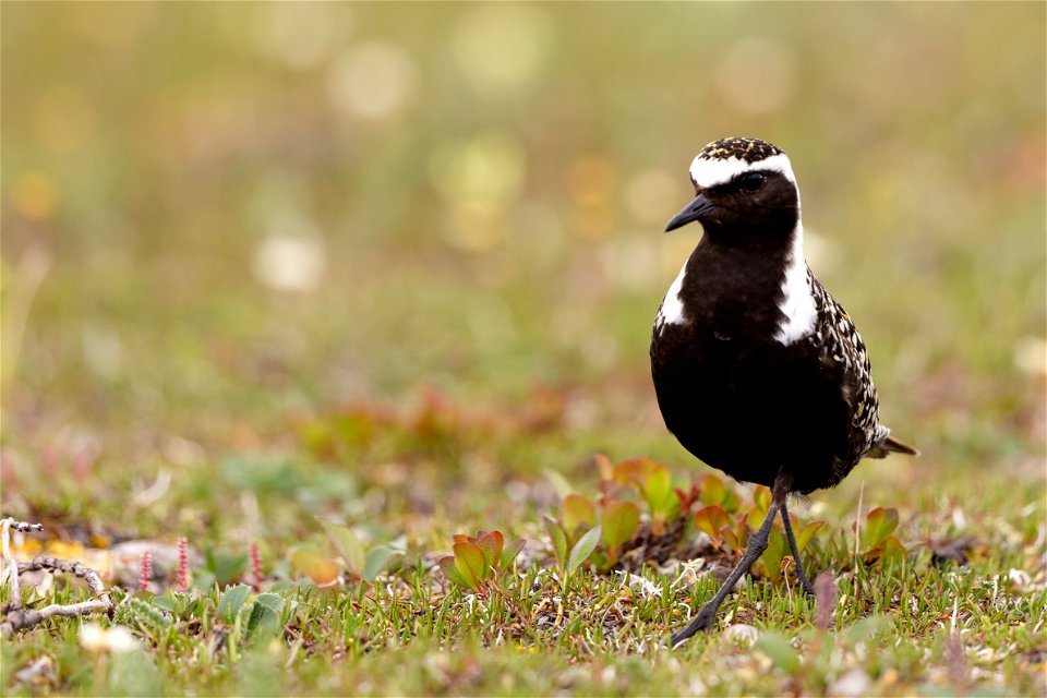 American golden plover on Arctic coastal plain nesting grounds.