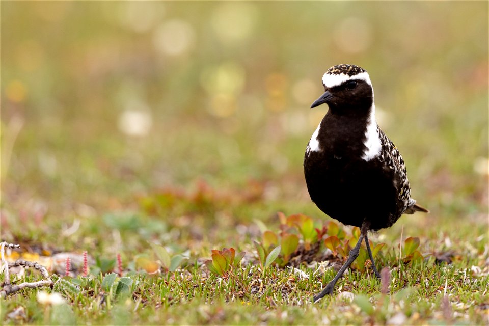 American golden plover on Arctic coastal plain nesting grounds. photo