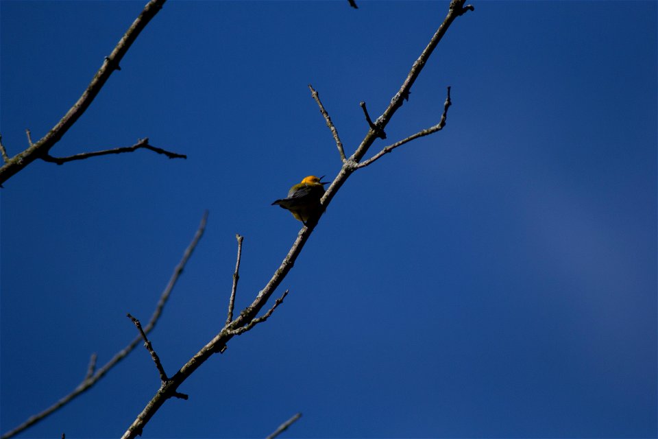 Prothonotary Warbler