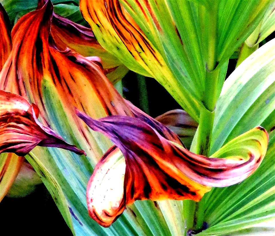 CALIFORNIA CORN LILY - PHOTOSHOP WATERCOLOR -03b