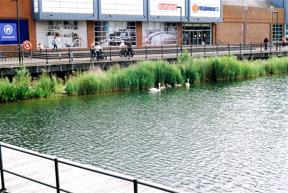 Swans at Canada Water
