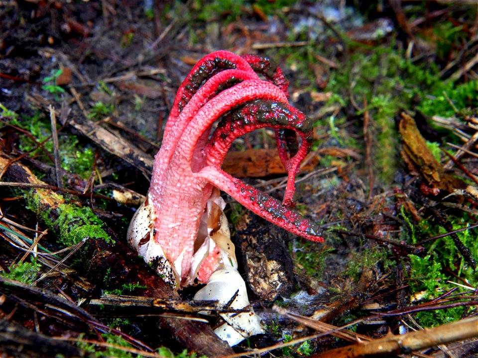 Clathrus archeri. photo