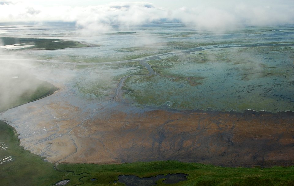 Eelgrass in Izembek Lagoon