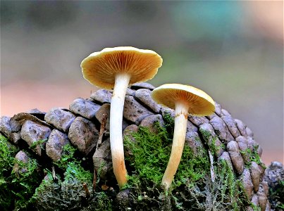 Galerina patagonica .