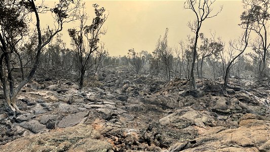 Winner - Post-Fire Category - USFWS 2022 Photo/Video Contest