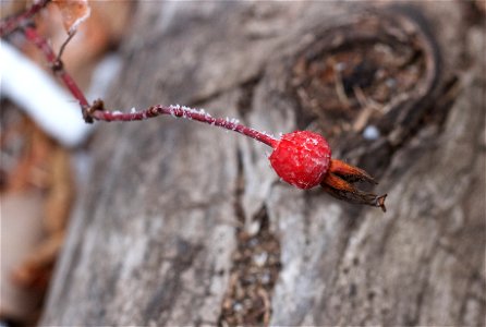A Gem of a Rose Hip