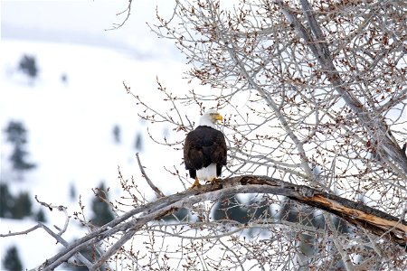Bald Eagle on the National Elk Refuge photo