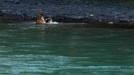 Kenai River bears