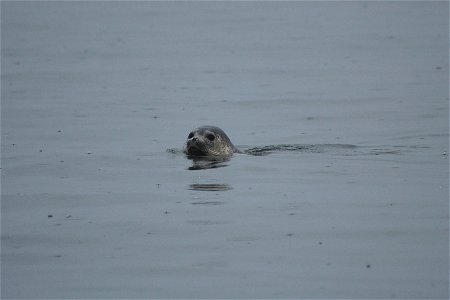 Harbor Seal in Kinzarof photo