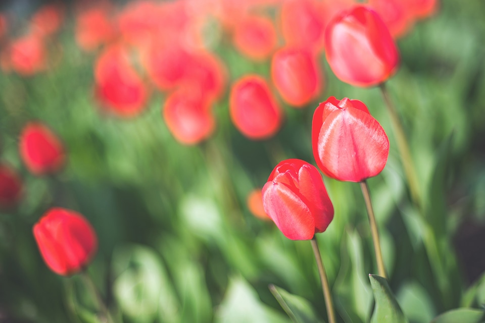 Red Tulips photo