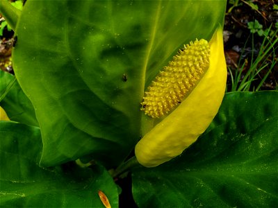 Skunk Cabbage along the Beaver Lake Trail, Mt. Baker-Snoqualmie National Forest. Photo by Anne Vassar April 29, 2021. photo
