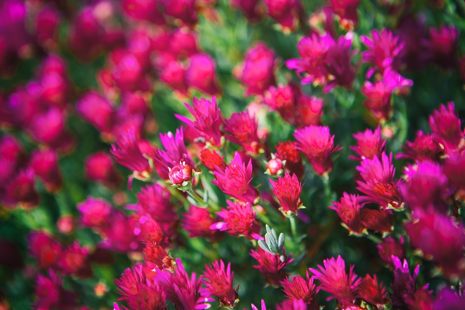 Pink Flowers photo