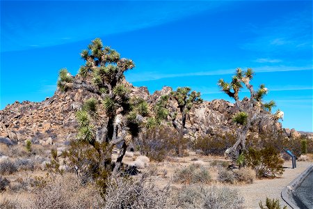 Joshua Tree National Park