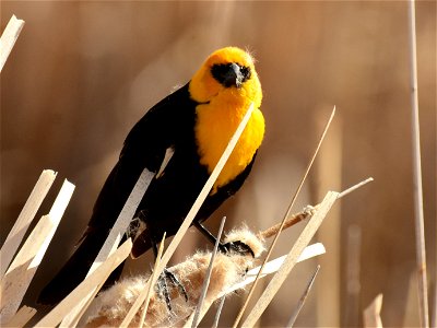 Yellow headed blackbird at Seedskadee National Wildlife Refuge photo