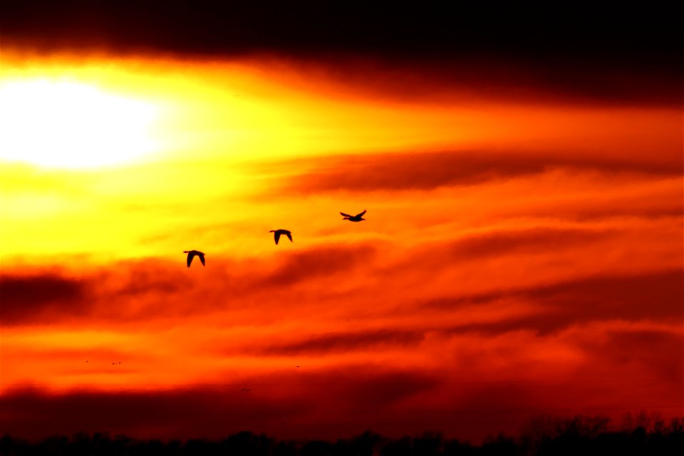 Spring Waterfowl at Sunset Huron Wetland Management District