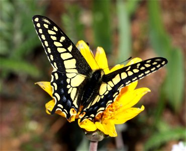 SWALLOWTAIL, ANISE (Papilio zelicaon) (05-15-2022) west of o'brian on lone mt rd at or mt botanical area, josephine co, or-01