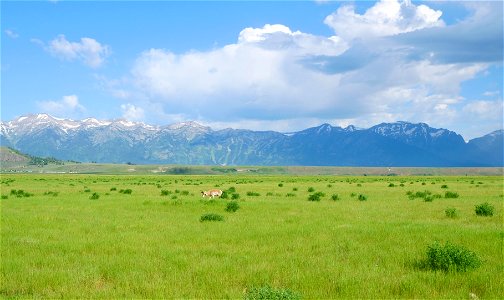 Pronghorn on the National Elk Refuge