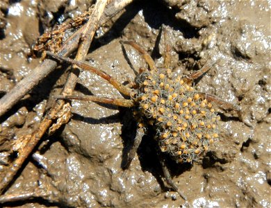 Wolf Spider with Babies photo